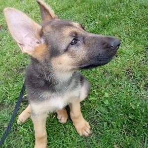 Meet your Posher, Dan